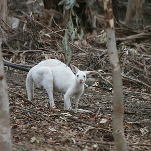 Western Grey Kangaroo