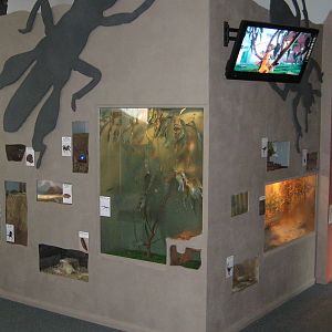 New Insect Display