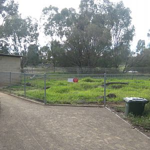 Common Wombat Exhibit