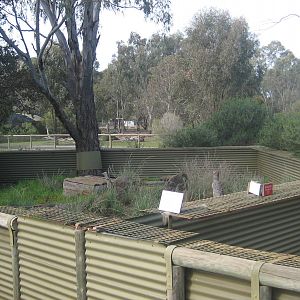 Tasmanian Devil Exhibit
