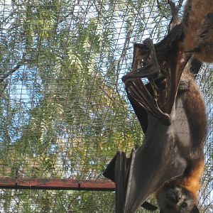 Grey-headed Flying Fox