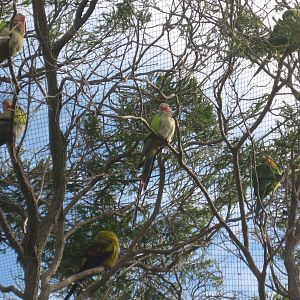 3 Parrot Species in the Walk-through Aviary.