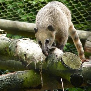Ring-Tailed Coati