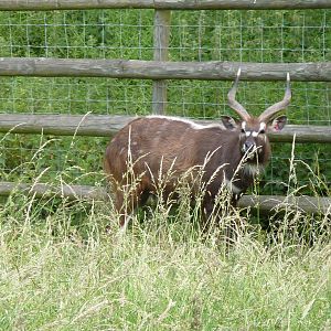 Sitatunga