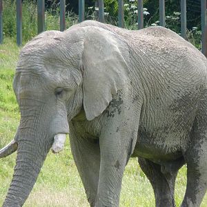 Kruger the African Elephant