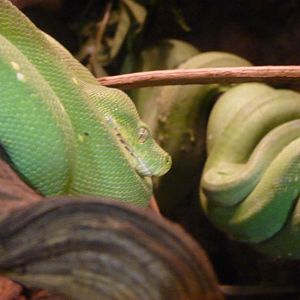 Green Tree Pythons