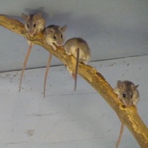 Turkish Spiny Mice