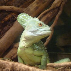 Plumed Basilisk