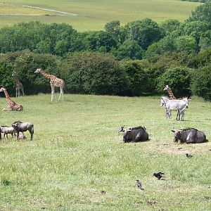 Giraffe, Zebra and Wildebeest