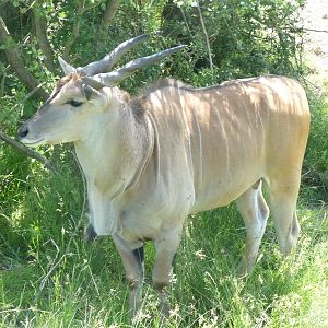Common Eland