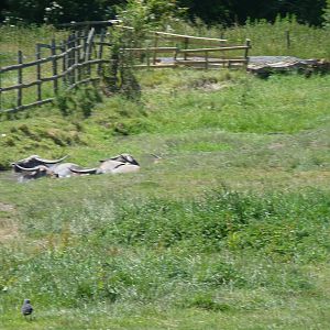 Indian Water Buffalo and Calf