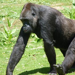 Gorilla