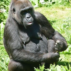 Gorilla