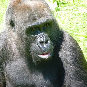 Gorilla