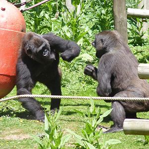 Gorillas in a Tussle