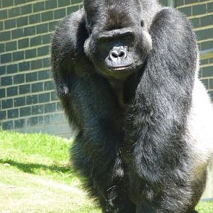 Djala the Silverback