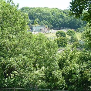 Elephants in the Distance