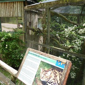Black-Footed Cat Enclosure