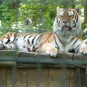 Siberian Tiger