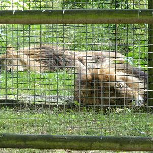 Milo and Moonlight the Barbary Lions