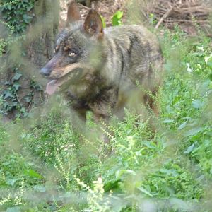 Iberian Wolf
