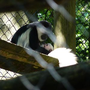 Colobus Monkey and Baby