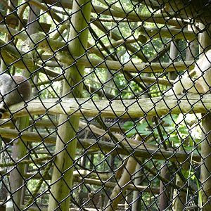 Sifaka and Ring-Tailed Lemur