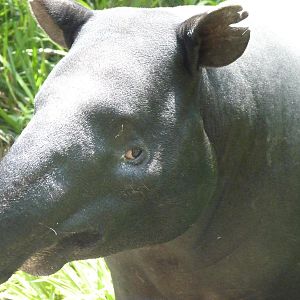 Malayan Tapir