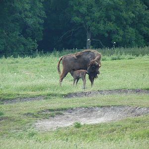 Bison and Calf