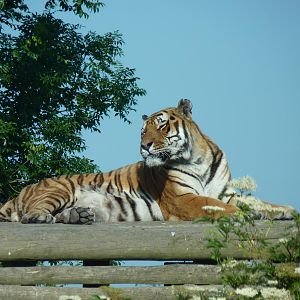 Siberian Tiger