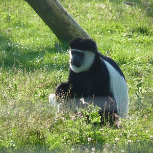 Colobus Monkey