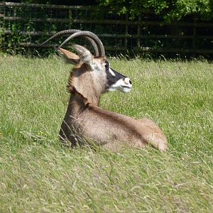 Roan Antelope