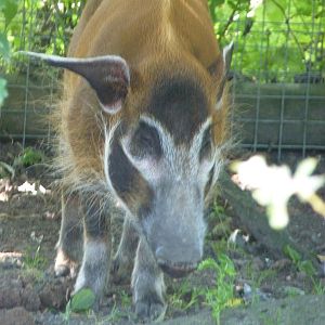Red River Hog