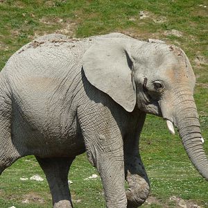 Lara the African Elephant