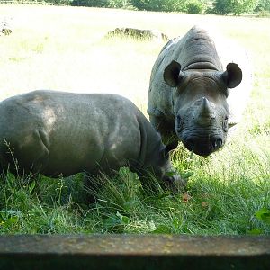 Black Rhino and Calf