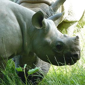 Black Rhino Calf