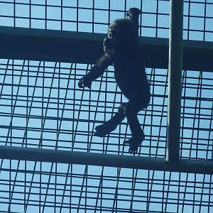 Young Gorilla Scaling Palace of the Apes