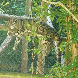 Clouded Leopard