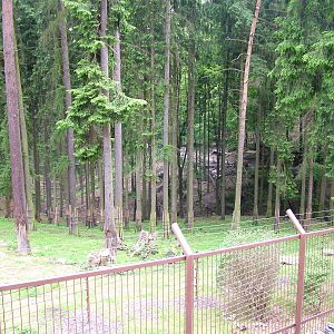 New Black Bear exhibit at Olomouc 30/05/10