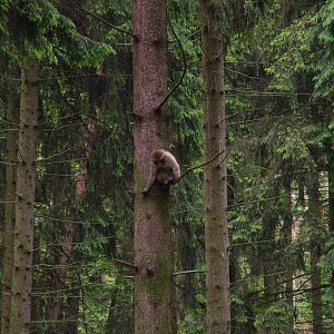 Japanese Macaque walkthrough at Olomouc 30/05/10