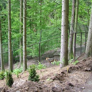 Iberian Wolf paddock at Olomouc 30/05/10