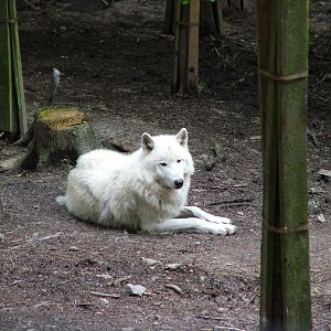 Hudson Wolf at Olomouc 30/05/10