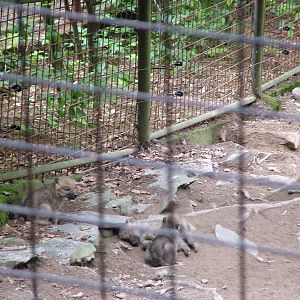 Hudson Wolf Pups at Olomouc 30/05/10