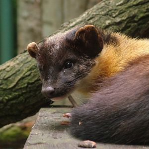 Northern Yellow-throated Marten at Olomouc 30/05/10