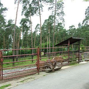 Wapiti exhibit at Olomouc 30/05/10