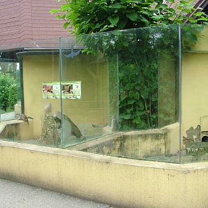 Mongoose exhibits at Olomouc 30/05/10