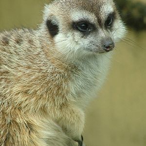 Meerkat at Olomouc 30/05/10