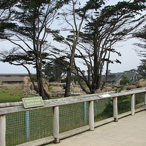 African Savanna - Viewing Deck
