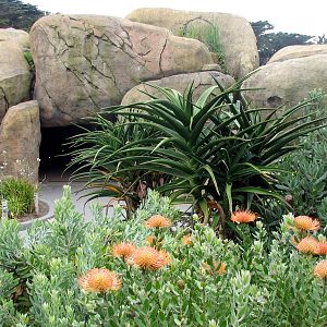 African Savanna - Entry Landscape