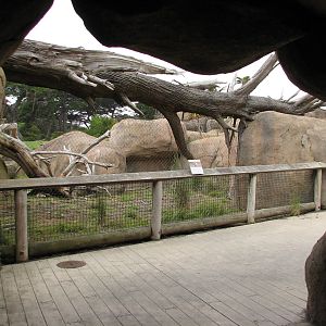 African Savanna - Tunnel